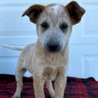 Australian cattle Dog Heeler