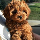 Cavapoo