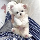 �t��ata malt�z�k�.