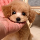 �t��ata pudla k dispozici