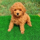 �t��ata pudla k dispozici