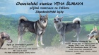 �t��ata z�paddosibi�sk� lajky