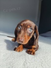 Jezev��k �t��ata