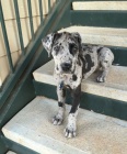 �t��ata n�meck� dogy