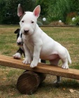 anglick�ho bulteri�ra