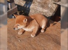 K dispozici kr�sn� �t�n� Shiba inu