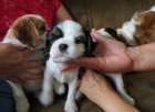 Kaval�r King Charles �pan�l �t���tka