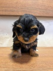 Havansk� bi�onek �t��ata