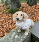 Sh�n�m �t���tko kr�mov�ho dlouhosrst�ho jezev��ka