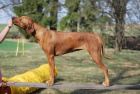 Anima Animal - Rhodsk ridgeback