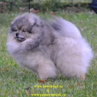 N�meck� �pic mal� s PP