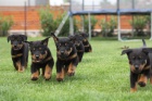 Beauceron-tata s PP vyjmen kryt