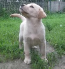 Labradorsk retriever s PP