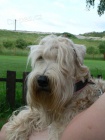 RARITA-IRISH SOFT COATED WHEATEN TERIR