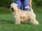 RARITA-IRISH SOFT COATED WHEATEN TERIR