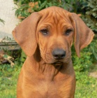 Rhodsk ridgeback ttka s PP