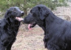 Flat Coated Retriever-pjem zznamu na ttka