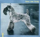 kerry blue terrier