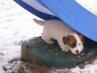 Jack Russell Terir (ttka s PP)