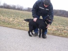 FLAT COATED RETRIEVER - PEJSEK S PP