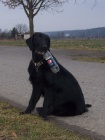 FLAT COATED RETRIEVER - PEJSEK S PP