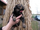 Tibetsk doga, tata