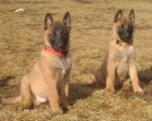 Belgick ovk malinois- tata s PP