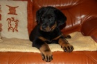 Beauceron-tata s PP