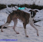 vipet-whippet