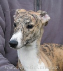 vipet-whippet