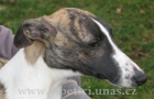 vipet-whippet