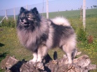 Vl pic / keeshond