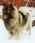 Vl pic / keeshond