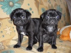 MOPS ttka