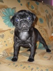 MOPS ttka