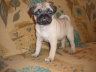 MOPS ttka