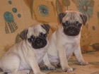 MOPS ttka