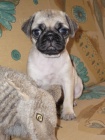 MOPS ttka