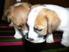 Inzert - Prodm ttka Jack Russell Terira
