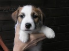 Inzert - Prodm ttka Jack Russell Terira