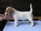 Inzert - Prodm ttka Jack Russell Terira