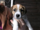 Inzert - Prodm ttka Jack Russell Terira