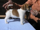 Inzert - Prodm ttka Jack Russell Terira