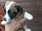Inzert - Prodm ttka Jack Russell Terira