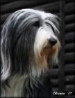 Bearded collie - ttka s PP