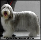 Bearded collie - ttka s PP