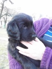 fena flat coated retriever