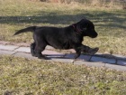 fena flat coated retriever