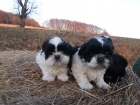 krsn tntka shih tzu