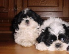 krsn tntka shih tzu